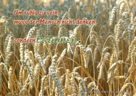 weizen getreide1 Kopie.jpg