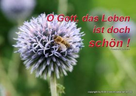 das leben ist doch schön.jpg
