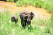 elefant - kuh - kalb.jpg