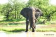 elefant -quwer - bearbeitet.jpg