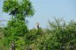 giraffe hinter busch.jpg